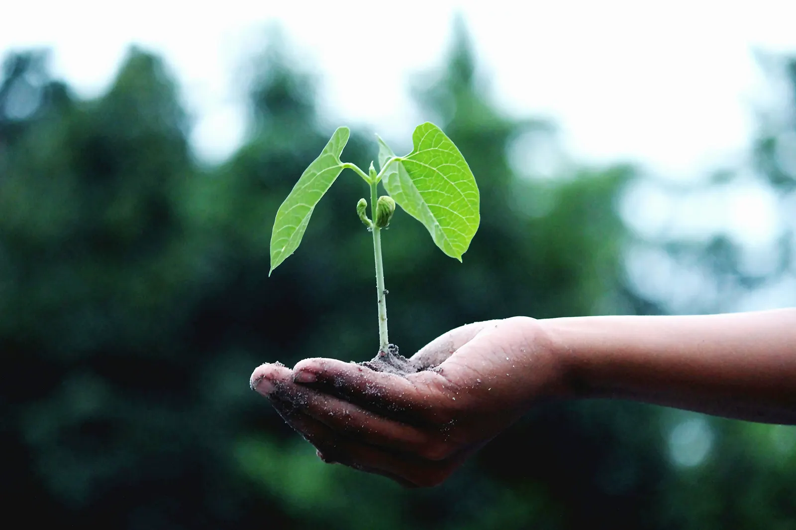 an aisian boy holding a seedling plant